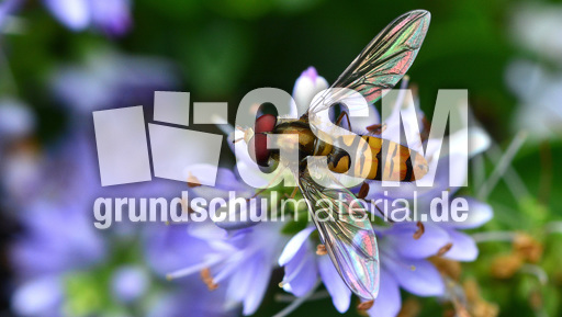 Garten-Schwebfliege (10).jpg